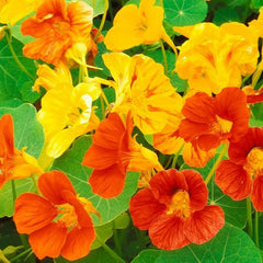 Nasturtium Dwarf Jewel Mix Seeds 30 Ct - Edible Tropaeolum Annual Flower Seeds for Gardens and Containers