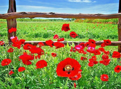 Red Corn Poppy Flower Seeds - 2001+ Native Wildflower for Garden or Container - Papaver rhoeas
