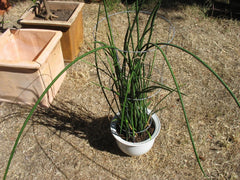 Sansevieria Lancia Cuttings - Rare Succulent Plant - 3 Cuttings - Snake Plant Variety - Indoor Houseplant