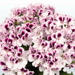 White Purple Geranium Seeds - 10 Perennial Flower Seeds - Geranium maculatum - US Seller