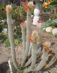 Cleistocactus Hyalacanthus Frosty Torch Silver - 1 Double Arm Rooted Rare Orange Cactus Plant