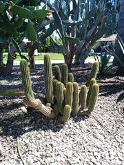 12" Echinopsis Spachiana Golden Torch Cactus Cutting - Succulent Houseplant, Indoor Garden Decor, Low Maintenance Plant