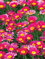 Bright Pink Marguerite Daisy Seeds - 200+ Count - Leucanthemum x superbum - Garden Flower Seeds - USA