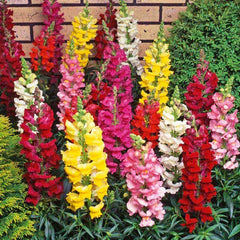 Snapdragon Flower Seeds - 15 Fresh Seeds - Antirrhinum majus - Free USA Shipping