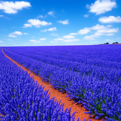 Lavender Seeds 1200+ Mosquito Repellent Perennial Herb Lavandula angustifolia - Free Shipping