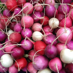 Easter Egg Radish Seeds | Heirloom Non-GMO | Vegetable Garden Seeds | Raphanus sativus