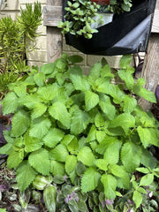 Lemon Balm Seeds - 100 Organic Non-GMO Medicinal Garden Herb - Melissa officinalis