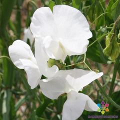 Swan Lake Sweet Pea Seeds - 50+ Pack for Garden Planting - Lathyrus odoratus - USA Grown, Free Shipping Available
