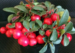 Gaultheria Cherries Berries Live Plants Set of 6 - 4-6" Tall, Evergreen Groundcover, Ideal for Gardens