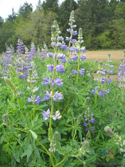 Riverbank Lupine Seeds - 25+ Count for Garden Planting - Lupinus rivularis - USA Grown, Free Shipping