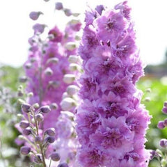 Delphinium Seeds - 50 Sweethearts Perennial Flower Seeds - Delphinium spp. for Garden Planting - USA Grown