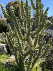 Opuntia Subulata “Eve’s Needle Cactus” Bundle - 8-10" Tall Lot of Cuttings - Prickly Pear Succulent Plant