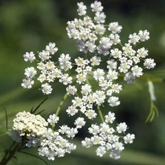 Caraway Seeds, Herb, NON-GMO, Garden Planting, Various Sizes, Carum carvi