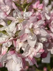 25+ Pink Perfection Crabapple Seeds for Garden Planting - Malus 'Pink Perfection' - USA Grown, Free Shipping
