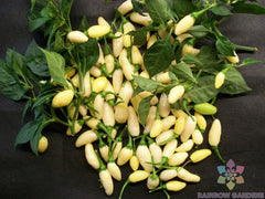 White Bullet Habanero Hot Pepper Seeds - 25+ Pack - Capsicum chinense - Premium Garden Seeds - USA