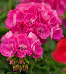 Geranium Cuttings 3 Fresh Double Bright Pink Pelargonium Pelargonium x hortorum
