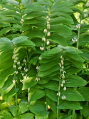 True Solomon Seal Plants - 8 Pack - Polygonatum biflorum - Perennial Shade Garden Plants