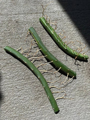Dragon Fruit Cuttings 3 Pack | Vietnamese White Edible Plant | Hylocereus undatus