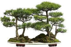 Bonsai Tree Seeds - Western Red Cedar - 30 Seeds - Thuja plicata - Ideal for Beginners and Gardening Enthusiasts