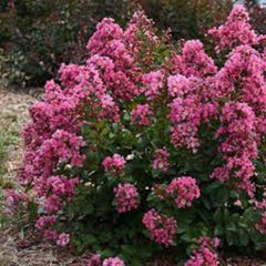Peppermint Crape Myrtle Cuttings - 10 Unrooted Cuttings - Lagerstroemia indica 'Peppermint' - Free Shipping