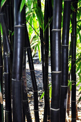 Timor Black Bamboo Seeds - 50 Exotic Clumping Privacy Seeds for Garden - Shade Screen Plant (Bambusa vulgaris)