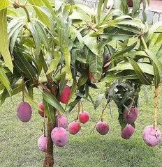Mango Live Tropical Fruit Tree 6"-9" Seeding Plant - Mangifera indica