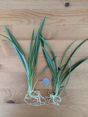 5 Live Green Spider Plant Cuttings - Non-Variegated Rooted Pups - Chlorophytum comosum - Indoor Air-Purifying Houseplants