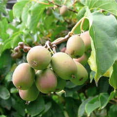 Dormant Kiwi Plant - Female Anna Variety - Actinidia arguta 'Anna' - Live Starter Plant for Zones 4-9 - Non-Pesticide Grown