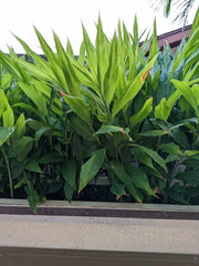 Myoga Ginger Live Roots - 2 oz. Fresh Myoga Root (Zingiber mioga) - Harvested Upon Ordering from Hawaii