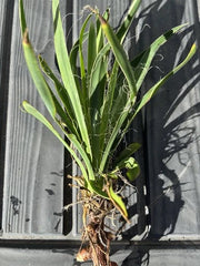 Live Rooted Starter Yucca Plant - Cold Weather Hardy - Clumping Greenery - Yucca spp.