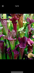 Sarracenia Bare Root Rhizomes - Carnivorous Plants - Variety Mix - Sarracenia spp.