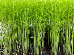 9-Pack Mary Washington Asparagus Plant Plugs - Heirloom Perennial Vegetable (Asparagus officinalis) - Free Shipping