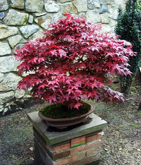 Live Japanese Maple Plant - 4" Bloodgood Variety - Red/Green Foliage - Well Rooted (Acer palmatum)