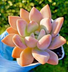 Rare Succulent Graptoveria Opalina 2.75-Inch Live Plant - Easy Care Perennial Succulent, California Native, Bare Root