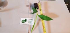 Musa Blue Java Banana Starter Plant - 6-8 Inch Live Ice Cream Banana - Cold & Heat Tolerant - Edible Garden Plant