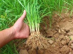 50-Pack Fresh Garlic Chives Bare Roots Allium Leeks for Gardening - Perennial Edible Herbs for Outdoor Planting