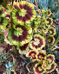 Rare Variegated Pelargonium Zonal Geranium 6" Starter Cutting Live Plant
