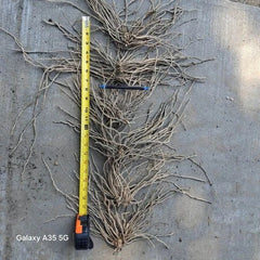 Extra Large Asparagus Roots - 3rd Year Mary Washington Variety - 10 Pack - Asparagus officinalis