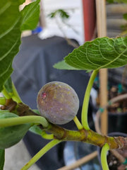 Smith Fig Cuttings - 2 Pack - Green/Blue Variety - Ficus carica - Includes Willow Water for Rooting - Free Shipping