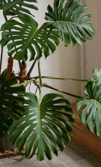 Monstera Deliciosa Rooted Cutting, 10" Live Plant, Swiss Cheese Plant, Tropical Indoor Houseplant, Monstera Genus