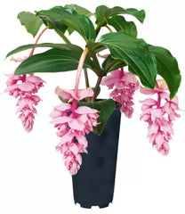 Live Starter Plant - Royal ZENZ Magnifica Medinilla - Very Rare Tropical Houseplant - Exotic Indoor Foliage Plant