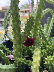 Live Rooted Cactus Plant - Red Dragon Huernia schneideriana - Blooming Variety in 3 Inch Pot with 4-5 Rooted Pieces