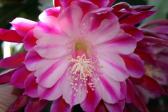 Epiphyllum Alakazam Orchid Cactus Cuttings – Live Epiphyllum Plant Starts for Propagation, Night Blooming Cactus