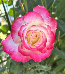 Double Delight Rose Live Cuttings 5 Stems Fragrant Bicolor Rose for Planting