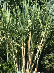 Sugarcane Unrooted Cuttings – 3 Saccharum officinarum Live Cane Cuttings, Purple Variety for Garden Planting