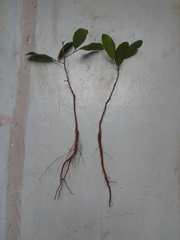 Texas Florida Live Oak Tree Plants Quercus virginiana, Rooted Evergreen Oak 12–20 Inch Set of 2