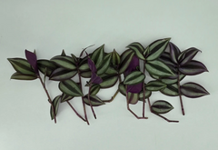 Purple Wandering Jew Cuttings – 12 Tradescantia Zebrina Live Cuttings 4–6 Inch, Trailing Houseplant for Rooting
