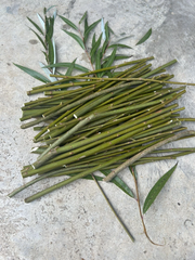 Hybrid Willow Tree Cuttings Unrooted, Salix Live Scions for Propagation and Garden Planting Set of 50