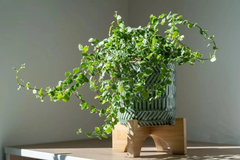 Creeping Fig Ficus Pumila Unrooted Cuttings Set of 5 Live Plant for Rooting