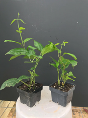 Bleeding Heart Vine Starter Plant – Rooted Clerodendrum thomsoniae Live Plant with Red and White Flowers